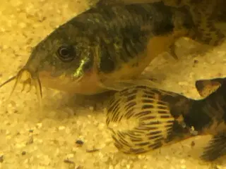 Akvariefisk
