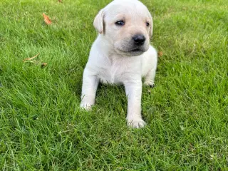 Labrador hundehvalpe sælges 