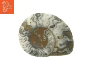 Poleret ammonit fossil (str. 7,5 cm)