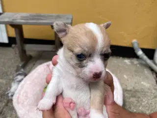 Chihuahua 