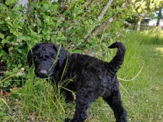 Multigen Labradoodle hvalpe søger nye hjem pr.30/5