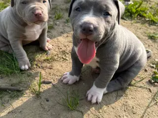 Smukke American Bully XL-hvalpe med stamtavle ❤️