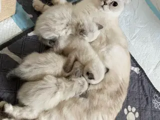 Smukke og kærlige killinger-scottish fold blanding