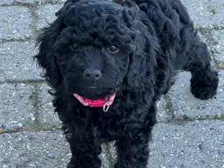 Cockapoo /  cockadoodel 