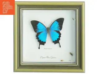 Indrammet sommerfugl (str. 22 x 22 cm)