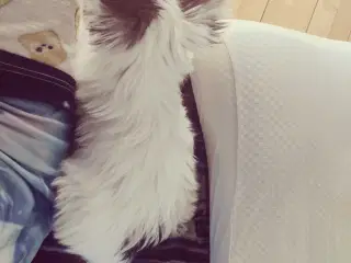 papillon /powder puff Hvalp 