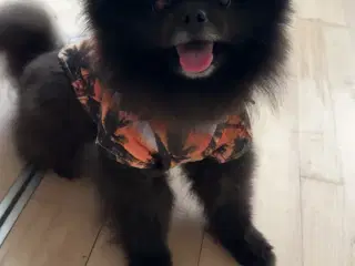 Pomeranian han 