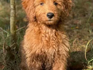 Goldendoodle mini 