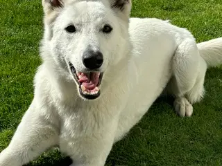 Hvid schweizisk hyrdehund 2.5 år 