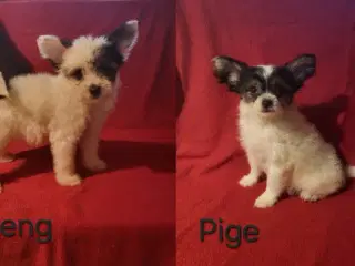 Papillon/Powderpuff Hvalpe 