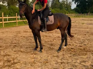 Trav hest - vallak