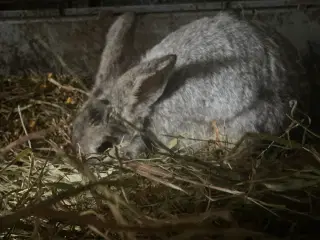 Han-kanin 1 år 