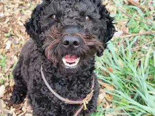 Skøn glad goldendoodle søger sød familie