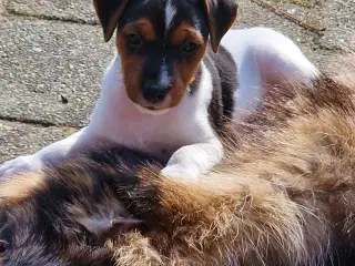 Jack Russel hvalp