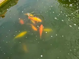 Guldfisk fra havedam søger nyt hjem 