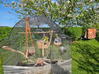 Dværge papegøjer 2år