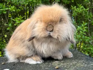 Mini lion lop, dobbelt manket