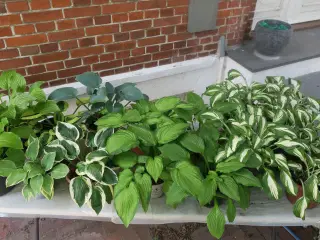 Hosta