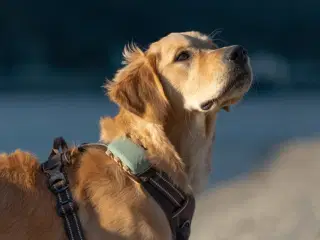 Hunde-gps (Tractive) med 9 mdr. abonnement