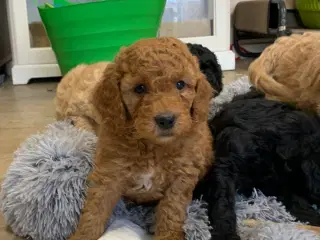 Mini Golden Doodle F1B babyer 