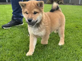 Shiba han hvalp
