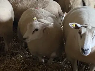Vædder lam 