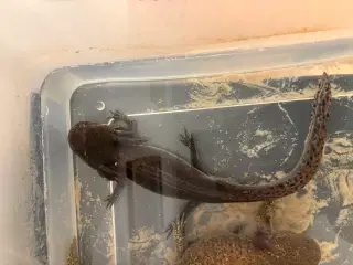 Han axolotl 