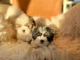Lhasa Apso hvalpe 