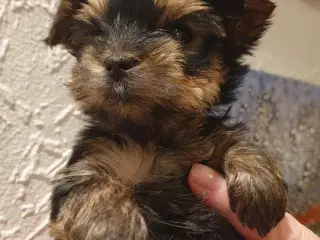 Små Yorkshire Terrier hvalpe, se prisen i annoncen