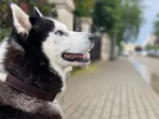 Husky - Balder 