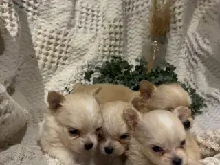 Chihuahua