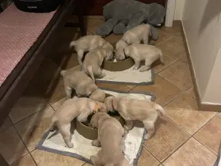 De sødeste hundehvalpe