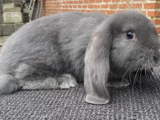 FRANSK VÆDDER HAN BLÅ