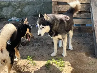 Husky/malamute hvalpe