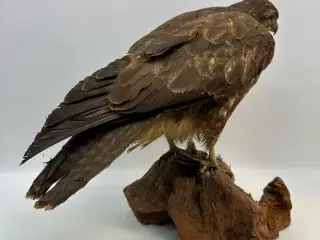 Udstoppet Musvåge m. bytte