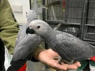 Par afrikanske grå papegøjer (3-9 måneder gamle)