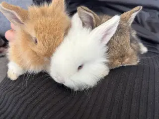 Løvehoved/minilop kanin unger