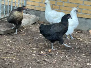 Hvid Silkehøne og silkekyllinger 20 uger
