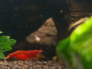 Neocaridina Davidii Fire Red rejer 