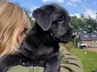 SOLGT! Han F1 labrador hvalp