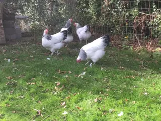 Rugeæg