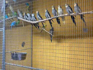 Nymferparekitter 