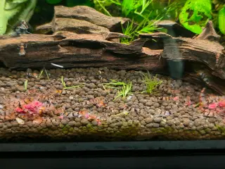 Caridina racoon tiger rejer sælges