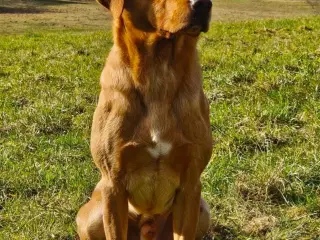 FOX red labrador hvalpe med stamtavle