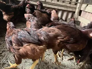 Rhode Island Red Kyllinger 