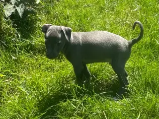 Italiensk mynde / whippet 