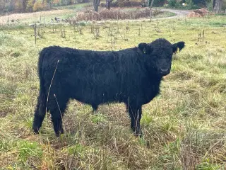  1 rigtig fingalloway tyre