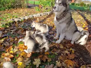 Alaskan malamute hvalpe sælges
