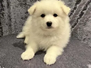 Skønne & Søde Familie Bamser