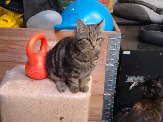 Maine coon blanding 